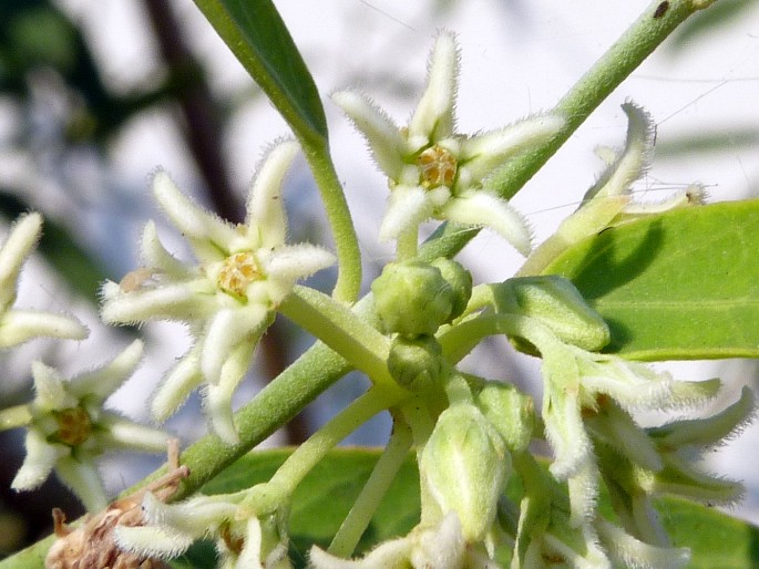 Leptadenia madagascariensis