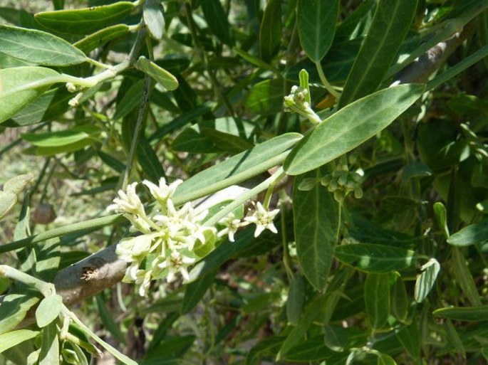 Leptadenia madagascariensis