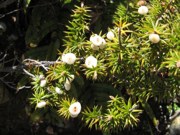 Leptecophylla juniperina