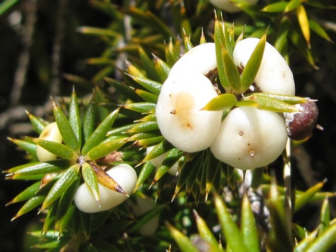 Leptecophylla juniperina