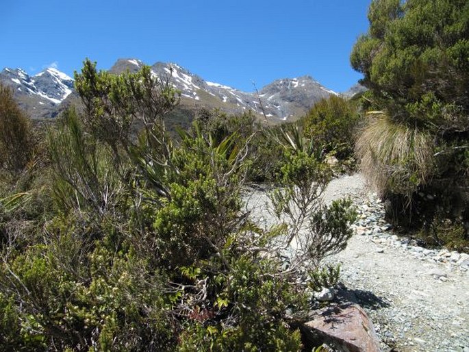 Leptecophylla juniperina