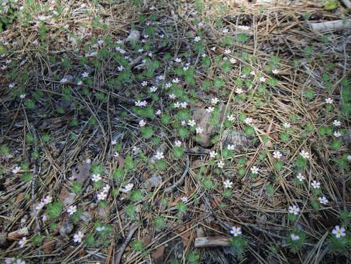 Leptosiphon ciliatus