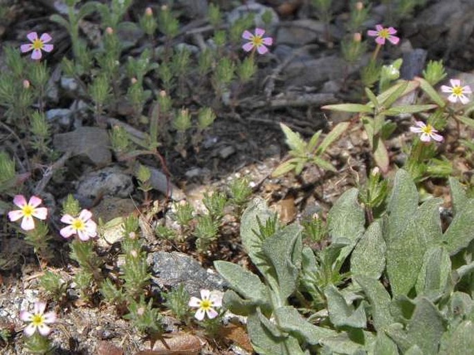 Leptosiphon ciliatus