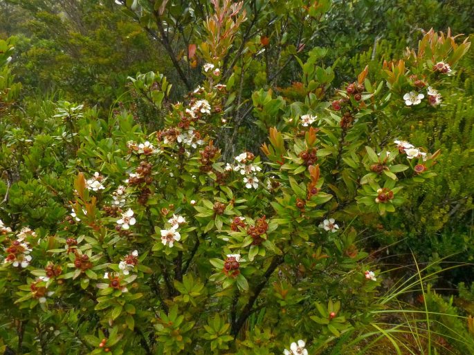 Leptospermum javanicum