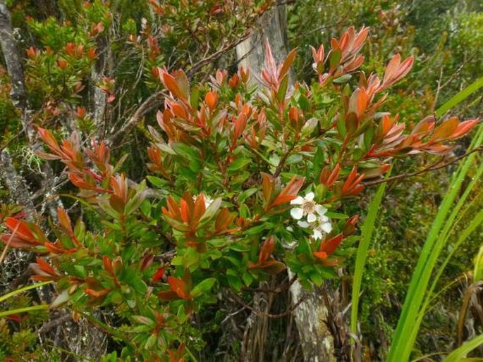 Leptospermum javanicum