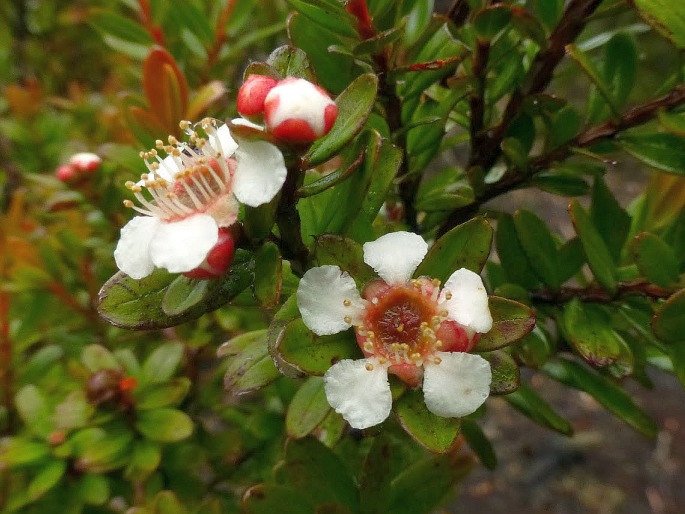 Leptospermum javanicum