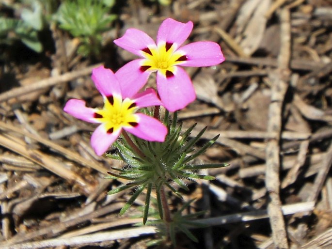 Leptosiphon montanus