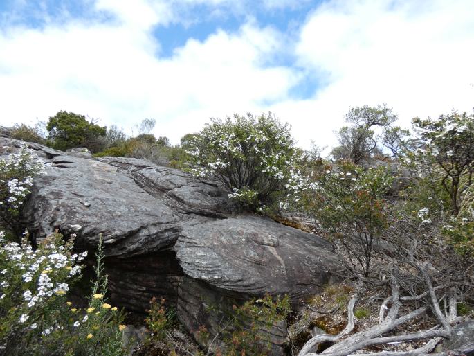 Leptospermum turbinatum