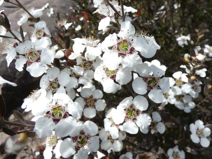 Leptospermum turbinatum