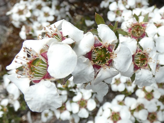 Leptospermum turbinatum