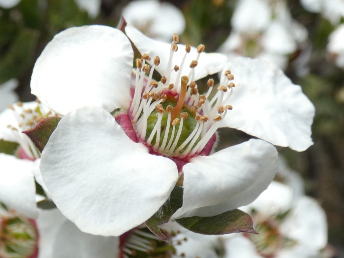 Leptospermum turbinatum