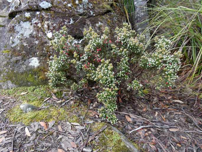 Leptecophylla parvifolia