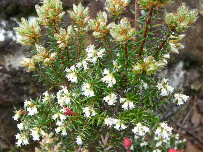 Leptecophylla parvifolia