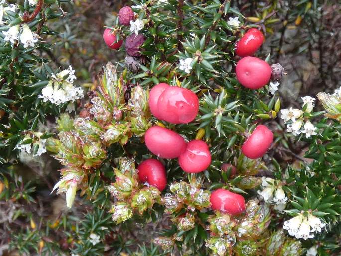 Leptecophylla parvifolia