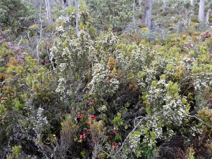 Leptecophylla parvifolia