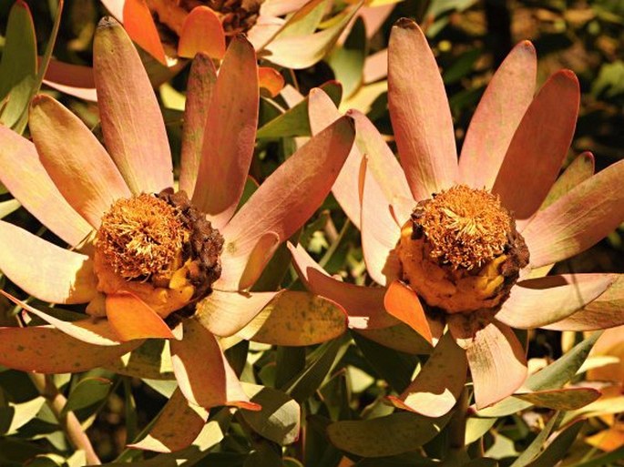 Leucadendron tinctum