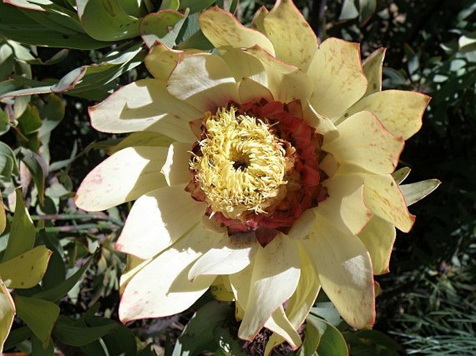 Leucadendron tinctum