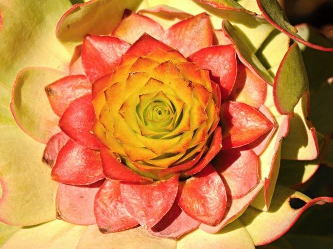 Leucadendron tinctum