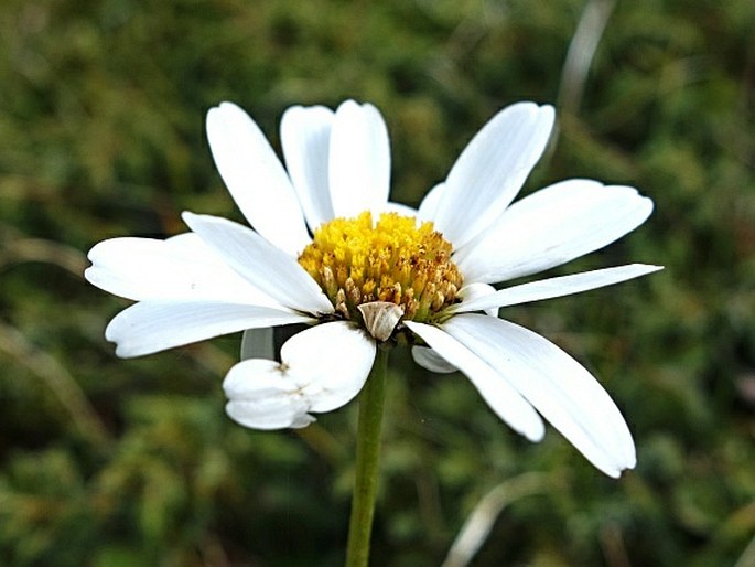 Leucanthemum adustum