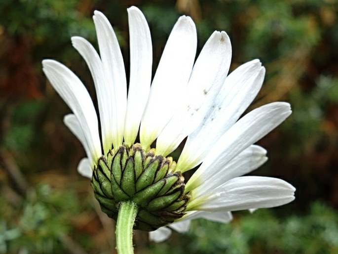 Leucanthemum adustum