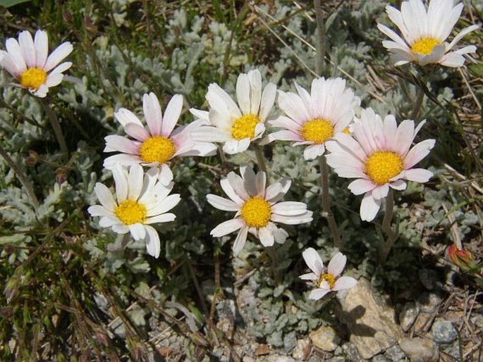 Leucanthemopsis alpina subsp. minima