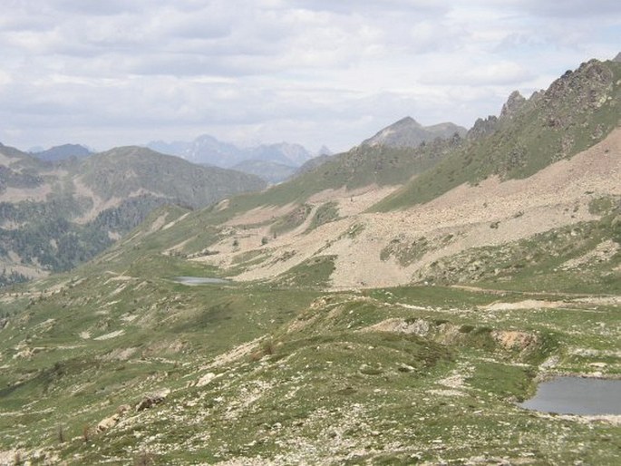 Leucanthemopsis alpina subsp. minima