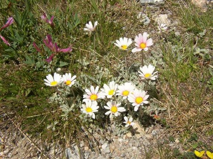 Leucanthemopsis alpina subsp. minima