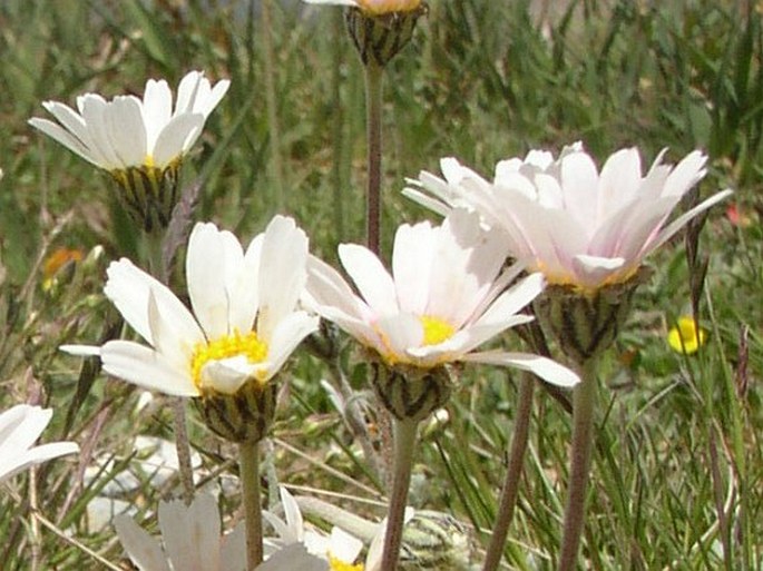 Leucanthemopsis alpina subsp. minima