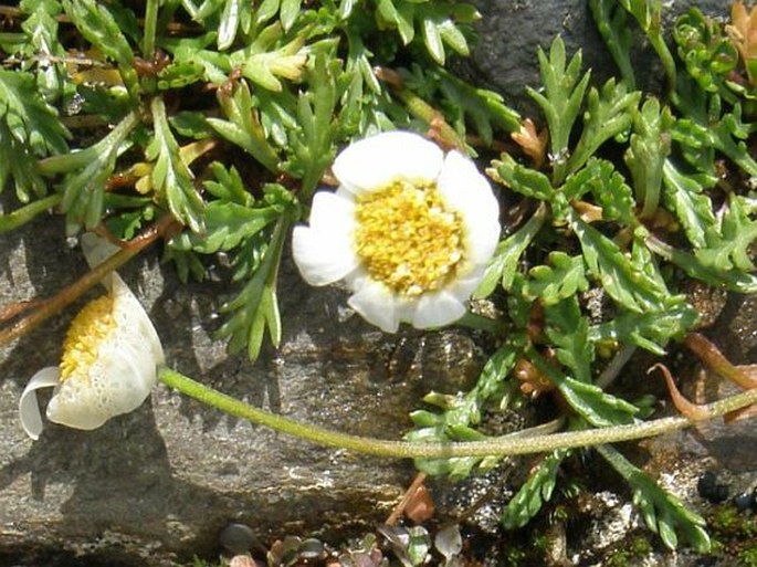 Leucanthemopsis alpina