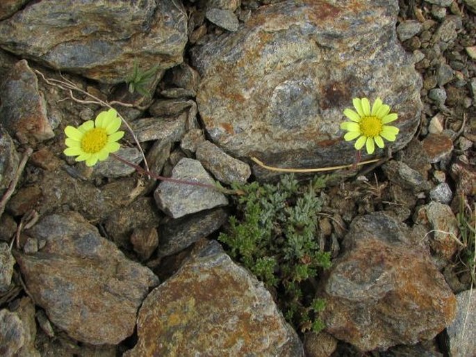 Leucanthemopsis pectinata