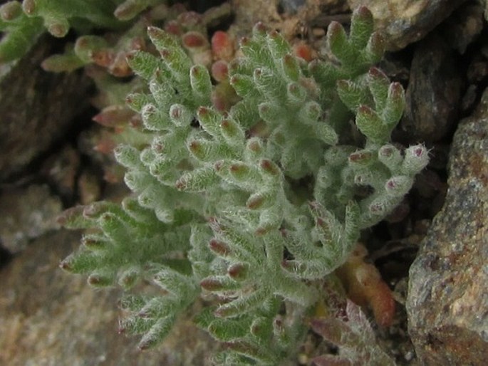 Leucanthemopsis pectinata