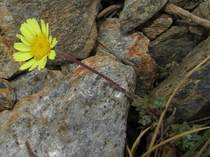 Leucanthemopsis pectinata