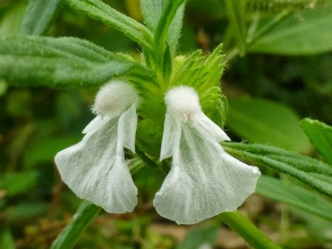 Leucas aspera