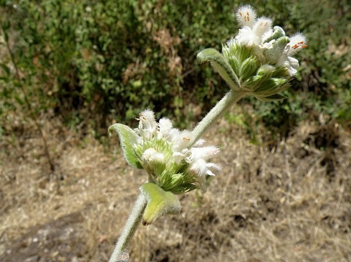 Leucas stachydiformis