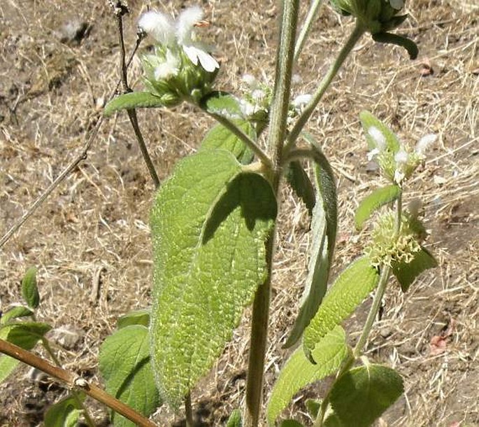 Leucas stachydiformis