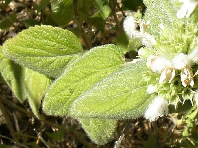 Leucas stachydiformis