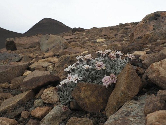 Leucheria leontopodioides