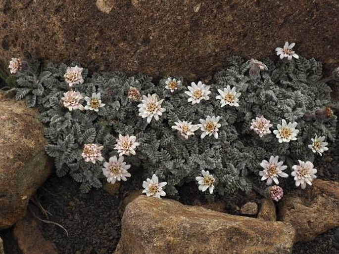 Leucheria leontopodioides