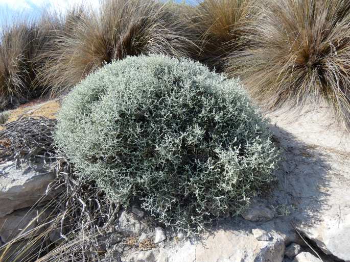 Leucophyta brownii