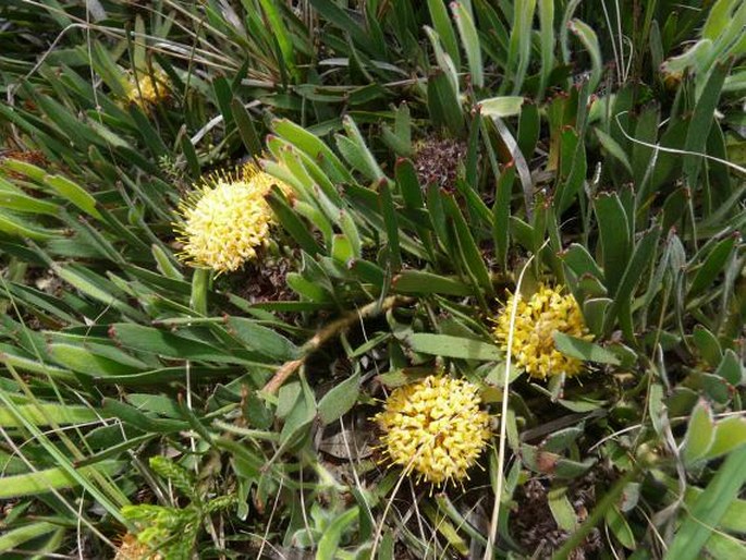 Leucospermum hypophyllocarpodendron