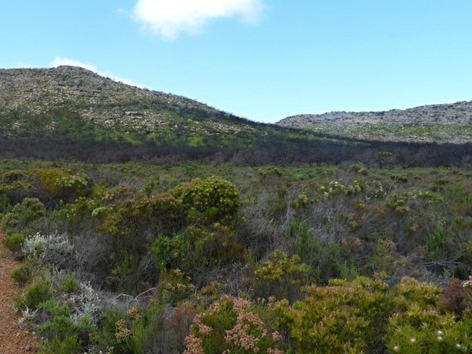 Leucospermum hypophyllocarpodendron