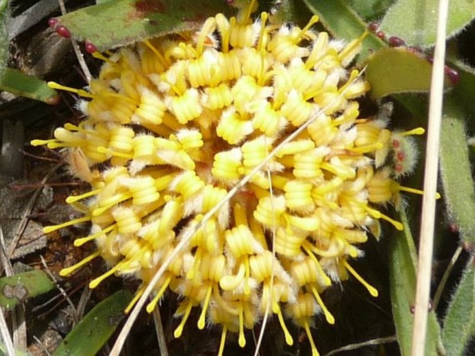 Leucospermum hypophyllocarpodendron