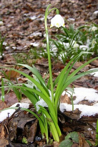 Leucojum vernum