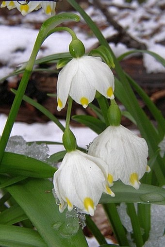 Leucojum vernum