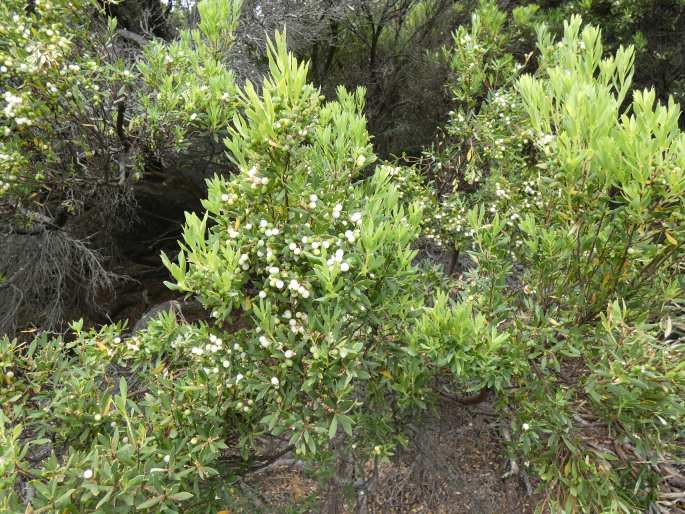 Leucopogon parviflorus