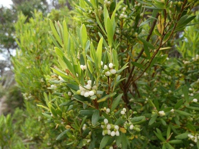 Leucopogon parviflorus