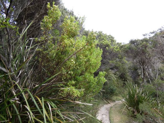 Leucopogon parviflorus