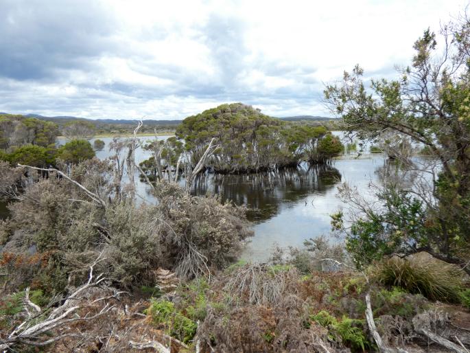 Leucopogon parviflorus