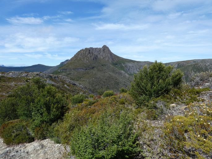 Leucopogon oreophilus