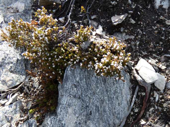 Leucopogon oreophilus